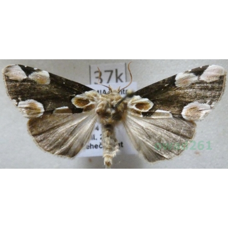 Thyatira batis (Linnaeus, 1758) Plamówka malinówka Czech37k